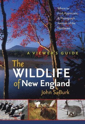 bokomslag Wildlife of New England