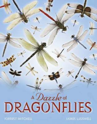 bokomslag Dazzle of Dragonflies