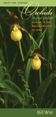 bokomslag Orchids in Your Pocket