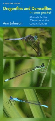 bokomslag Dragonflies and Damselflies in Your Pocket