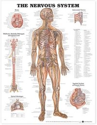 bokomslag The Nervous System Anatomical Chart