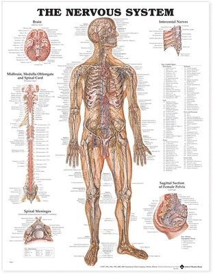 bokomslag The Nervous System Anatomical Chart