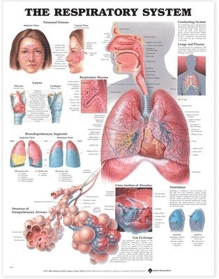 Respiratory System 1