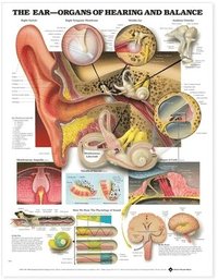 bokomslag The Ear: Organs of Hearing and Balance Anatomical Chart