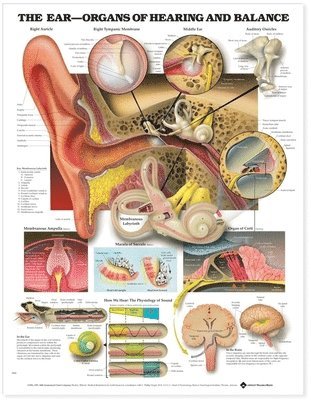 The Ear: Organs of Hearing and Balance Anatomical Chart 1