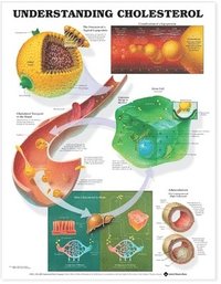 bokomslag Understanding Cholesterol Anatomical Chart