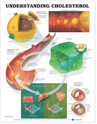 bokomslag Understanding Cholesterol Anatomical Chart