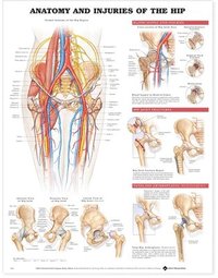 bokomslag Anatomy & Injuries of the Hip Anatomical Chart