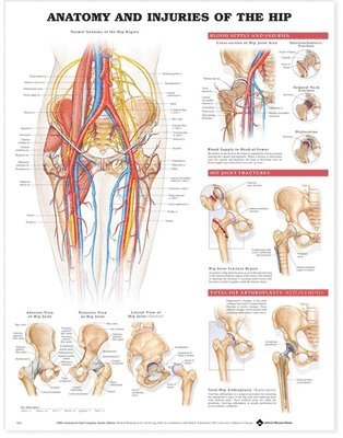 bokomslag Anatomy & Injuries of the Hip Anatomical Chart