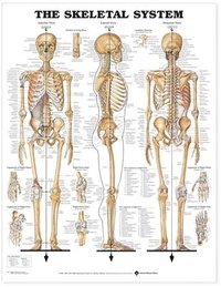 bokomslag The Skeletal System Anatomical Chart