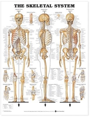 bokomslag The Skeletal System Anatomical Chart