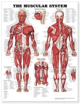 bokomslag The Muscular System Anatomical Chart