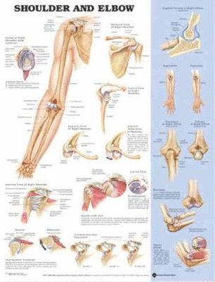 bokomslag Shoulder and Elbow Anatomical Chart