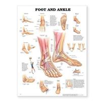 bokomslag Foot and Ankle Anatomical Chart