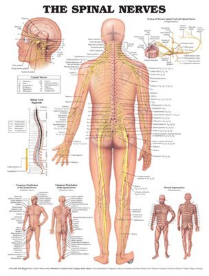 bokomslag The Spinal Nerves Anatomical Chart