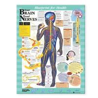 bokomslag Blueprint for Health Your Brain and Nerves Chart