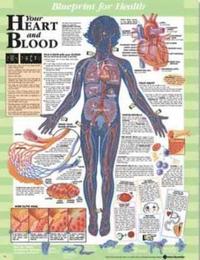 bokomslag Your Heart and Blood Blueprint Chart