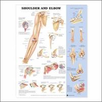 bokomslag Shoulder and Elbow Anatomical Chart