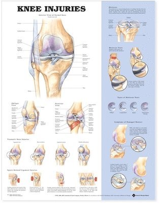 bokomslag Knee Injuries Anatomical Chart