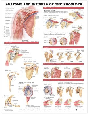 bokomslag Anatomy and Injuries of the Shoulder Anatomical Chart