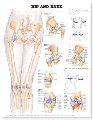 bokomslag Hip and Knee Anatomical Chart