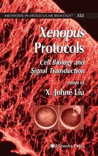 bokomslag Xenopus Protocols