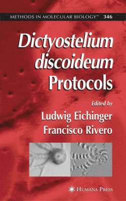 Dictyostelium discoideum Protocols 1