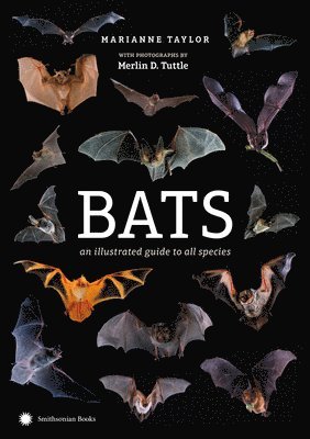 bokomslag Bats