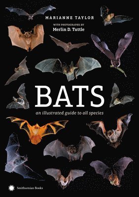bokomslag Bats: An Illustrated Guide to All Species