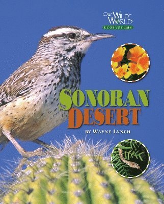 Sonoran Desert 1