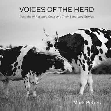 bokomslag Voices of the Herd