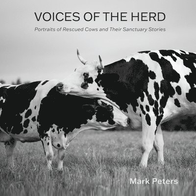 Voices of the Herd: Portraits of Rescued Cows and Their Sanctuary Stories 1