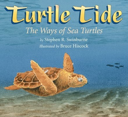 Turtle Tide 1