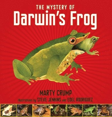 bokomslag Mystery of Darwin's Frog