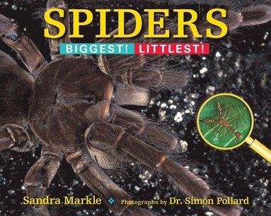 bokomslag Spiders