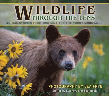 bokomslag Wildlife Through the Lens: Animal Stories from Montana and the Rocky Mountains