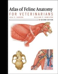 bokomslag Atlas of Feline Anatomy For Veterinarians