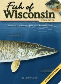 bokomslag Fish of Wisconsin Field Guide