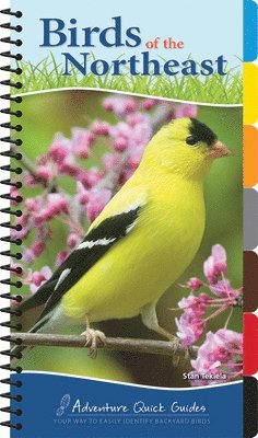 Birds of the Northeast 1