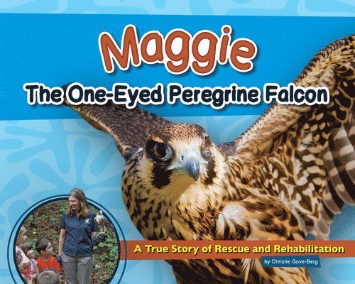 Maggie the One-Eyed Peregrine Falcon 1