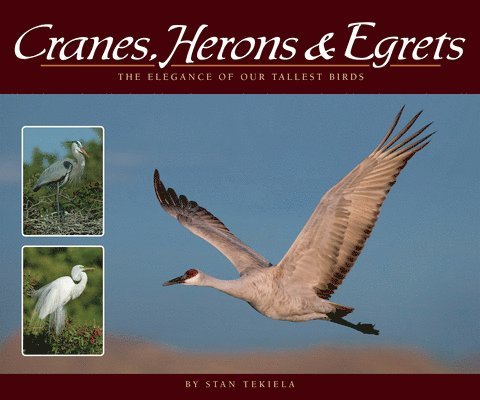 Cranes, Herons & Egrets 1