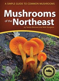 bokomslag Mushrooms of the Northeast