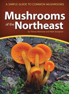 bokomslag Mushrooms of the Northeast