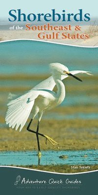 bokomslag Shorebirds of the Southeast & Gulf States