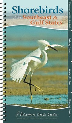 Shorebirds of the Southeast & Gulf States 1