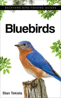 bokomslag Bluebirds