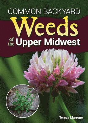 Common Backyard Weeds of the Upper Midwest 1