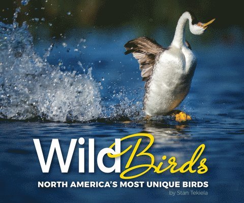 Wild Birds 1