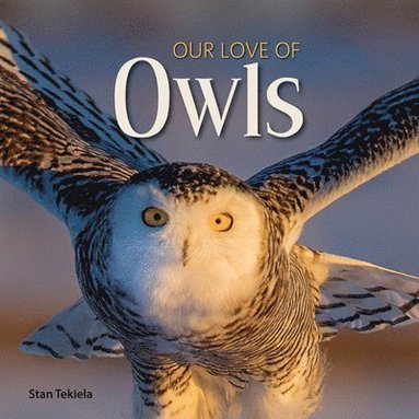 bokomslag Our Love of Owls