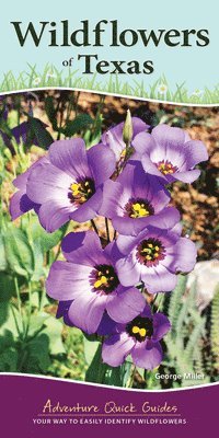 bokomslag Wildflowers of Texas